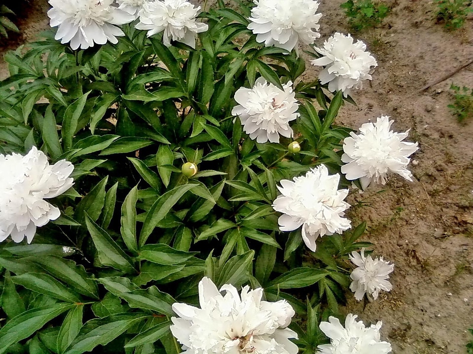 Flowers peony white