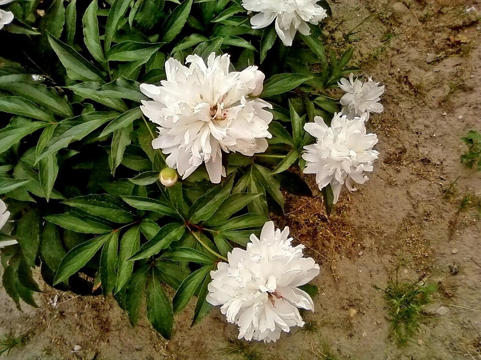 Blossom peony white