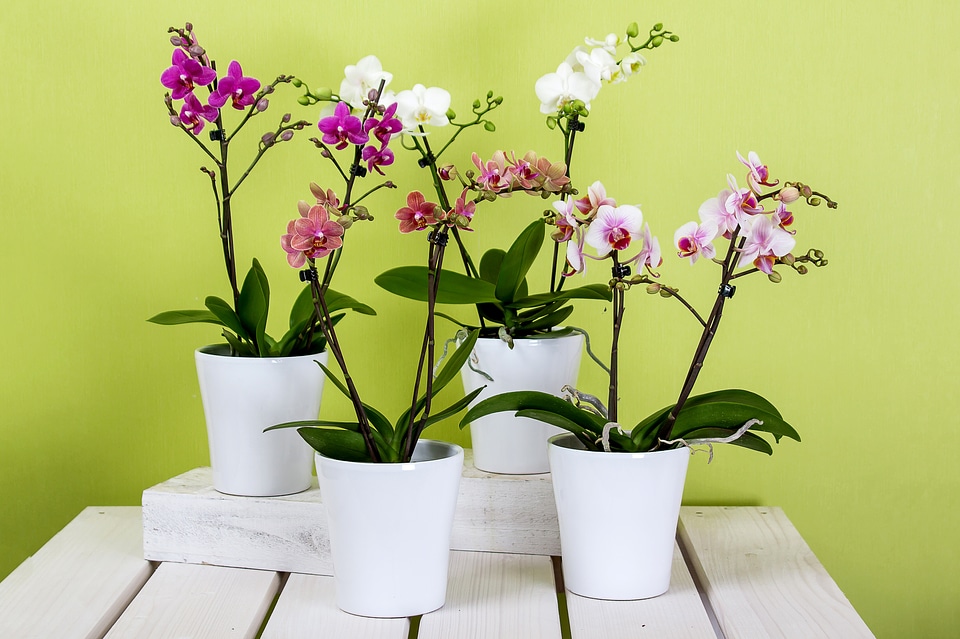 Butterfly orchid blossom bloom