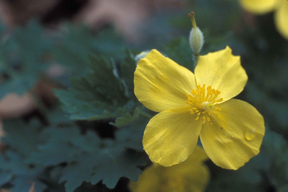 Blossom Ficaria verna petals