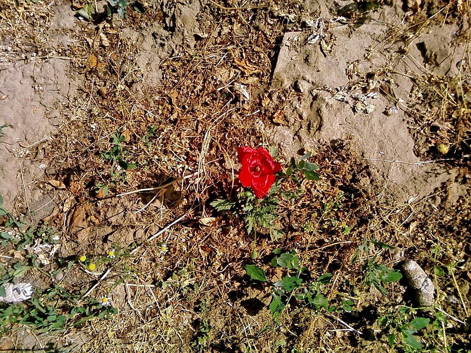 Blossom grass plants poppy photo