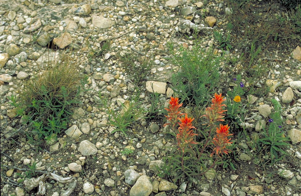 Blossoming brush plant