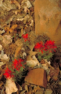 Flowers leaves plant