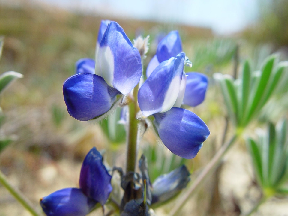 Blue flowers 