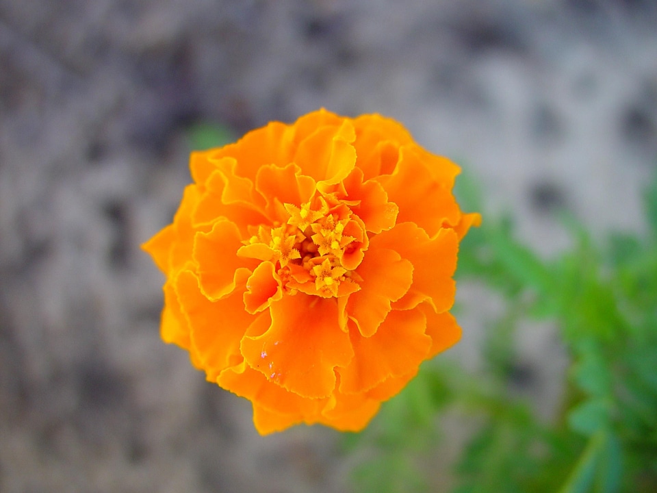 Flowers great orange