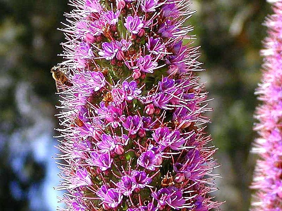 Flowers Lupinus polyphyllus 