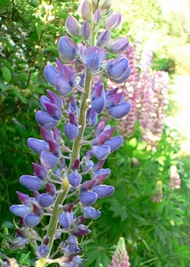 Blossom blue Lupinus polyphyllus