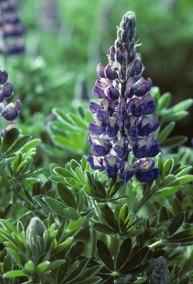 Detailed Lupinus polyphyllus photo