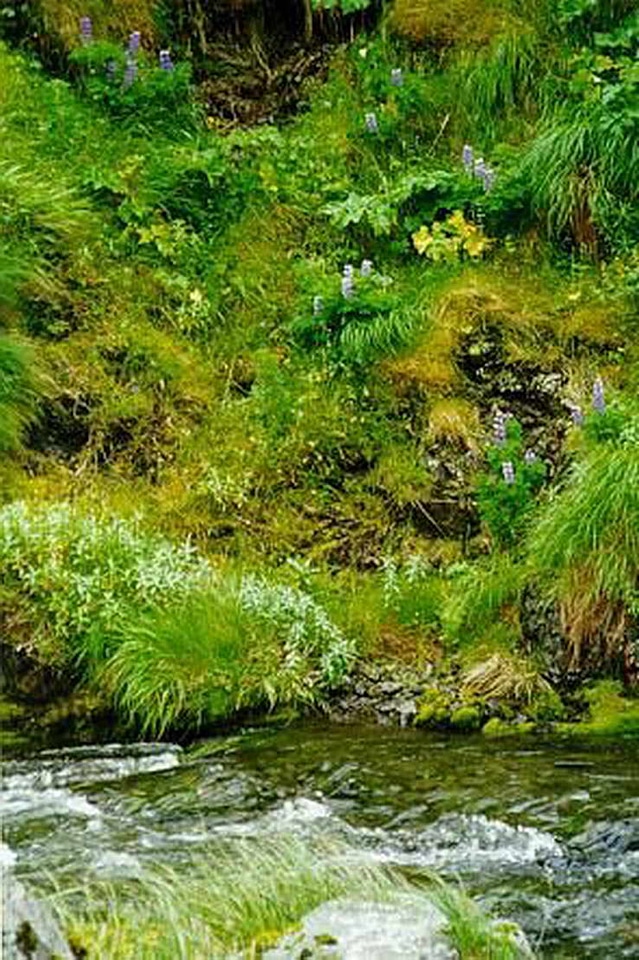 Arroyo finger island