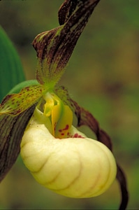 Blossoming dame hybrid