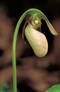 Blossoming dame orchid photo