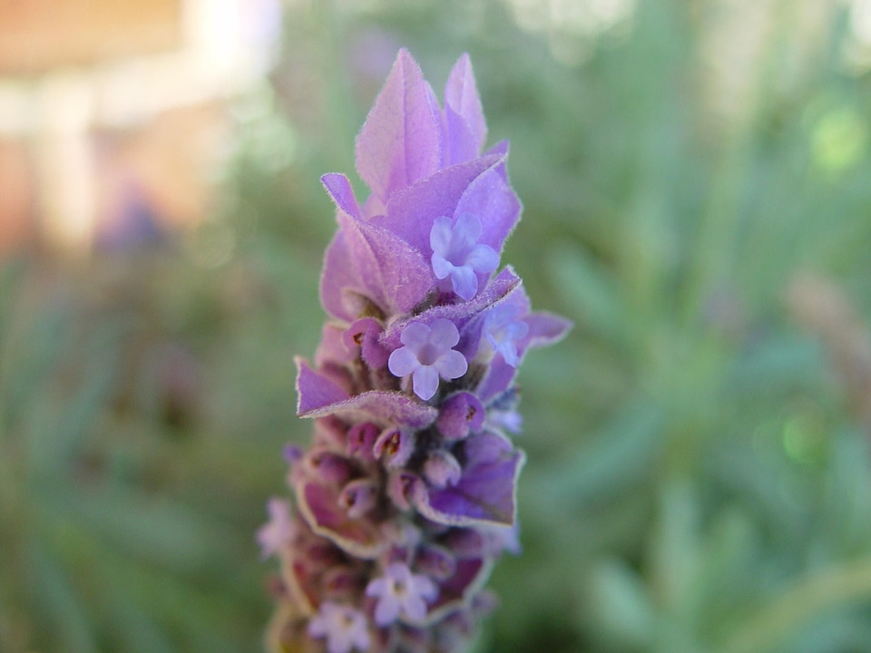 Blossoming close lavender photo