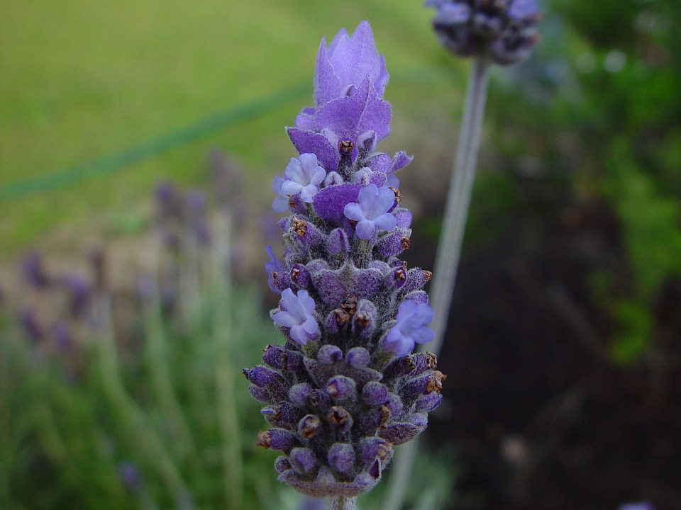 Blossom lavender 