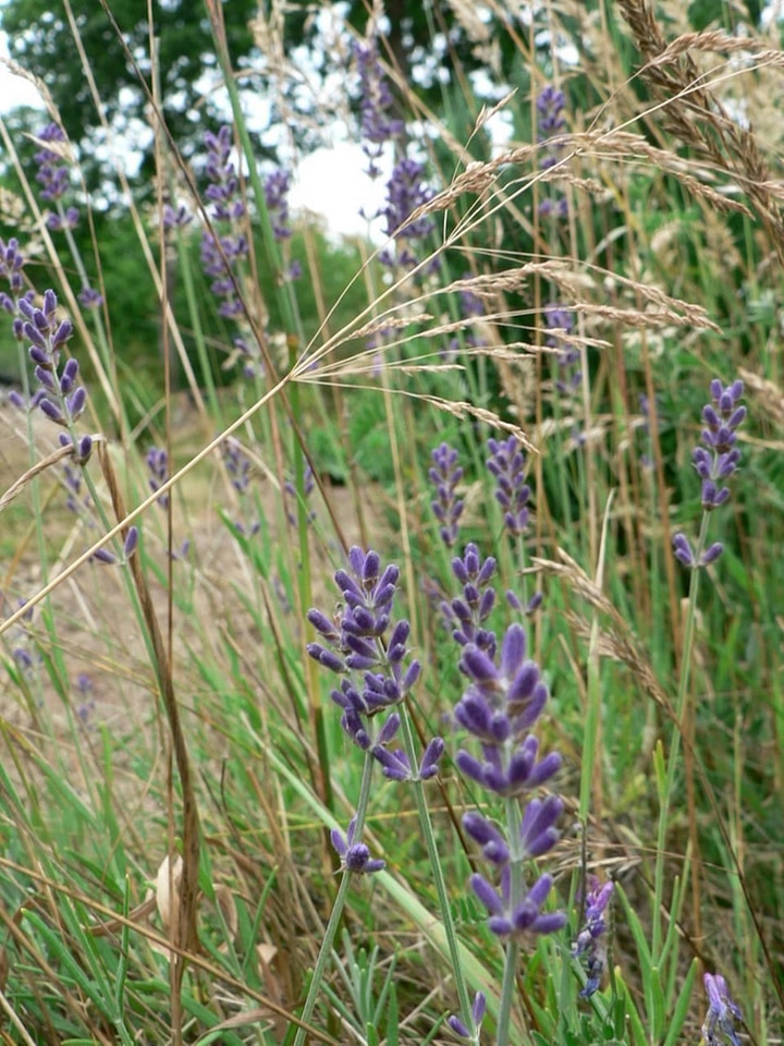 Flowers lavender 