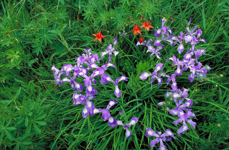 Array blossom blossoming