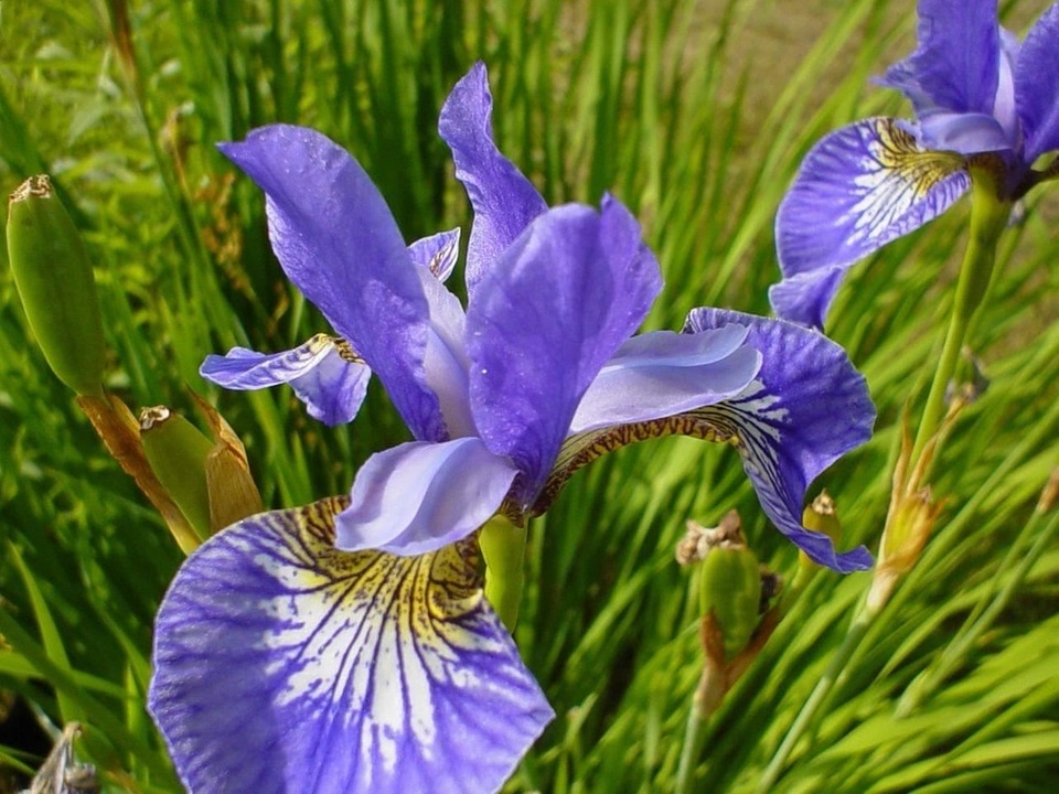 Beautiful blossom iris