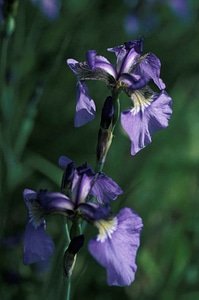 Blossom image iris