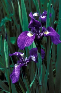 Bloom iris photo