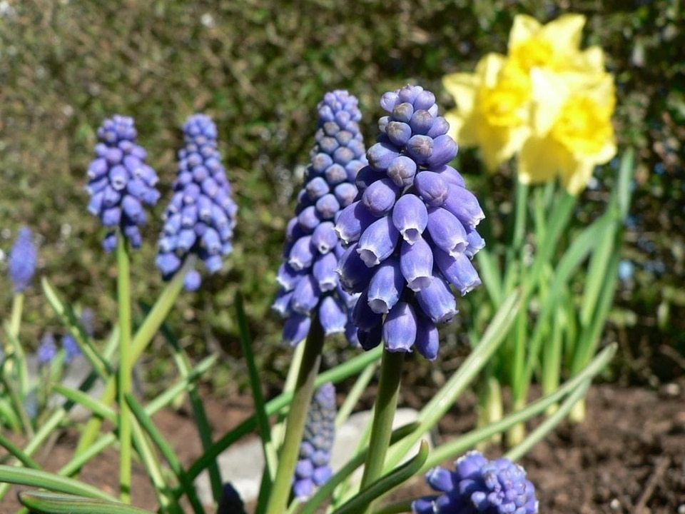 Blossom blossoming grape