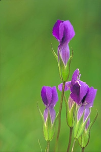 Flowers Gentiana acaulis Gentiana crinita