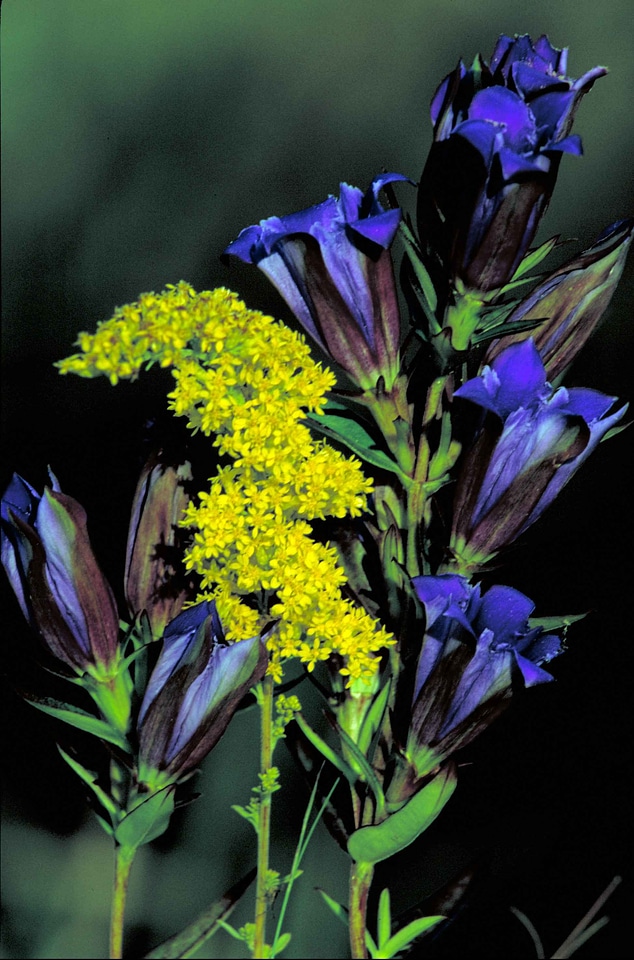 Flowers Gentiana acaulis Gentiana puberulenta