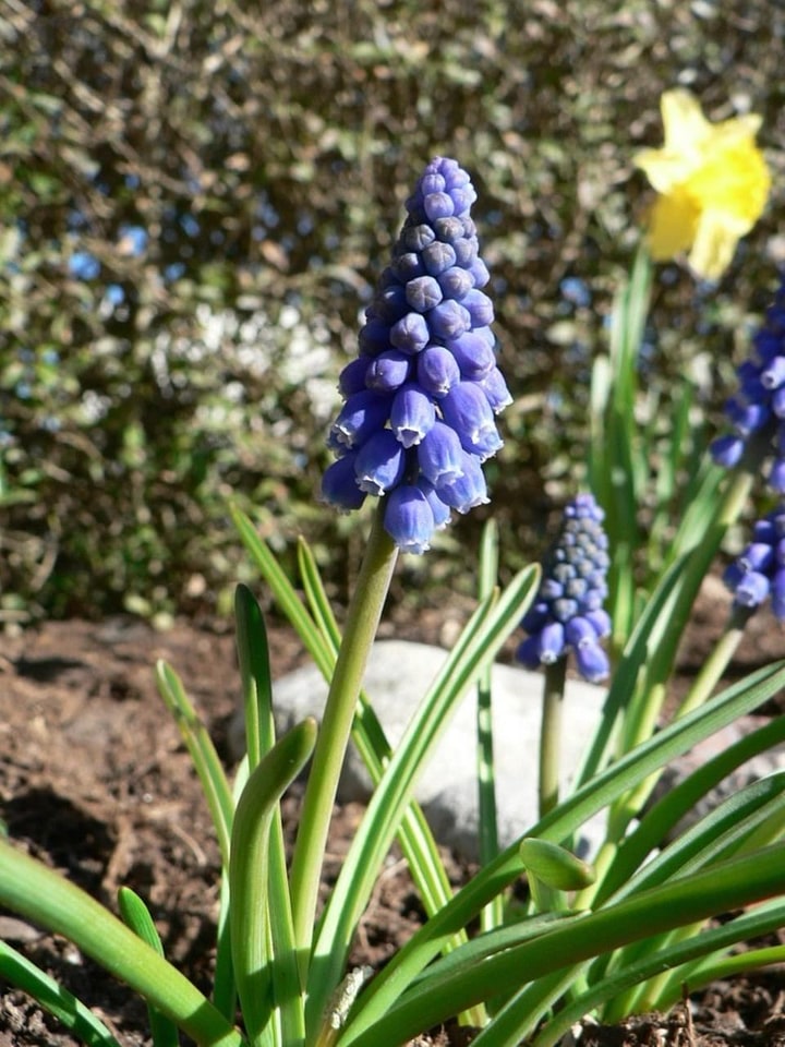 Blossoming grape grape hyacinth