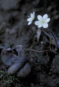 Anemone Hepatica blossom plant
