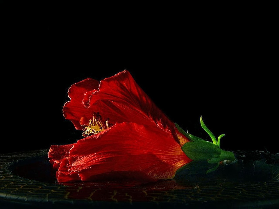 Blossom hibiscus plant