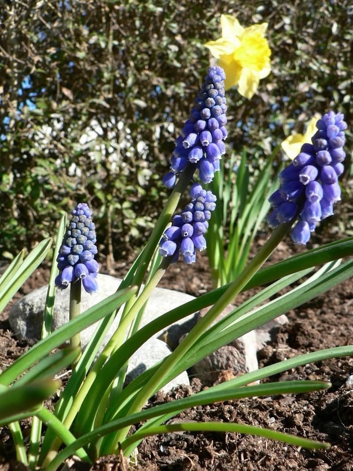 Flowers grape grape hyacinth