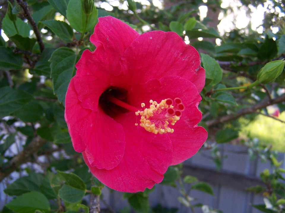 Blossoming hibiscus red