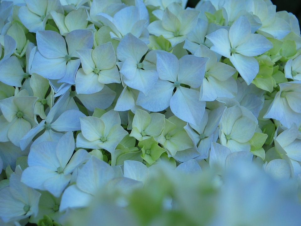 Blossoming hydrangea macro