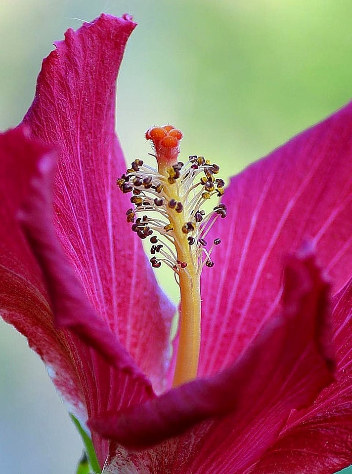 Beautiful blossom hibiscus