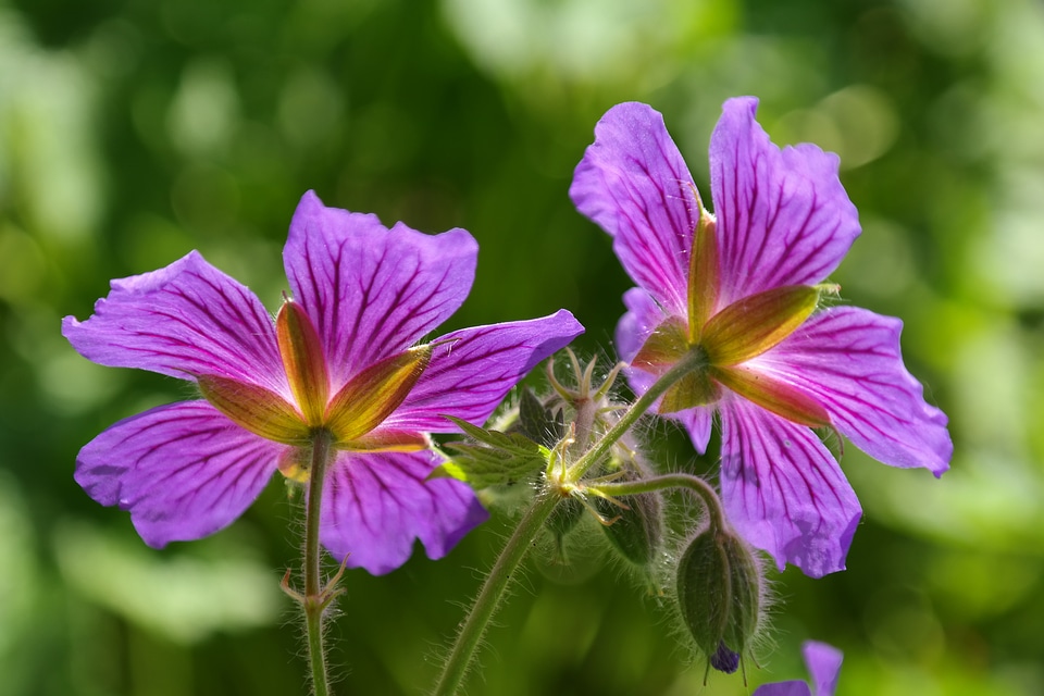 Plant flower violet