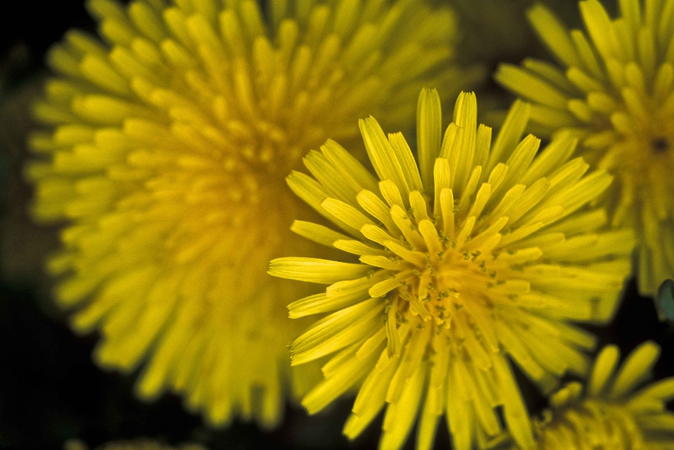 Blossom dandelion macro