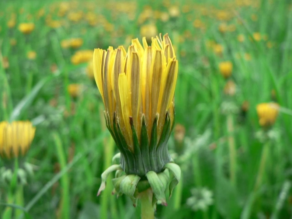Blossom blossoming dandelion