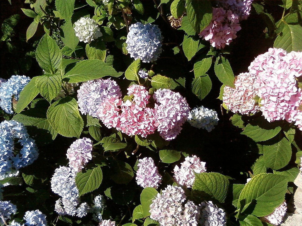 Flowers park 