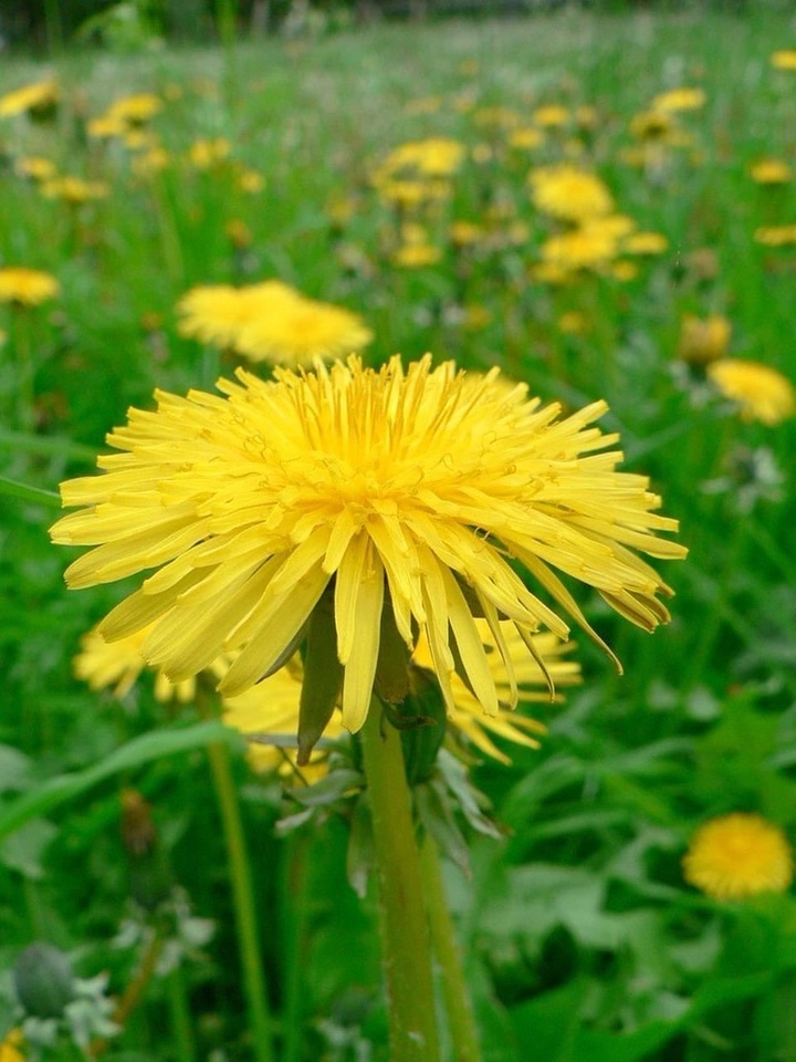 Array dandelion photo