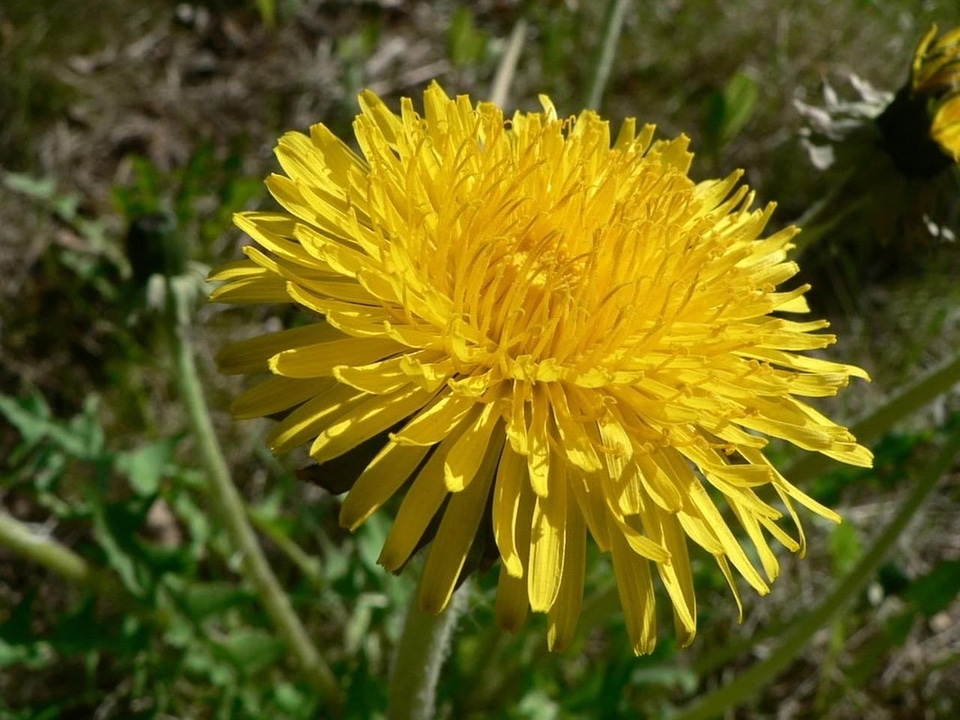 Blossoming dandelion grass plants