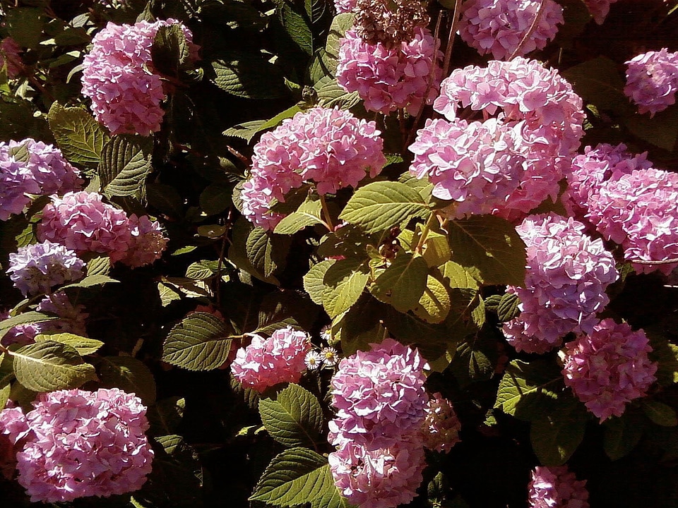 Blossom flowers hydrangea