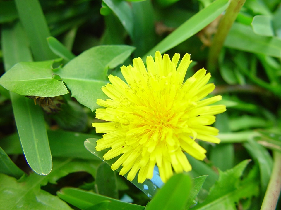 Blossoming dandelion 