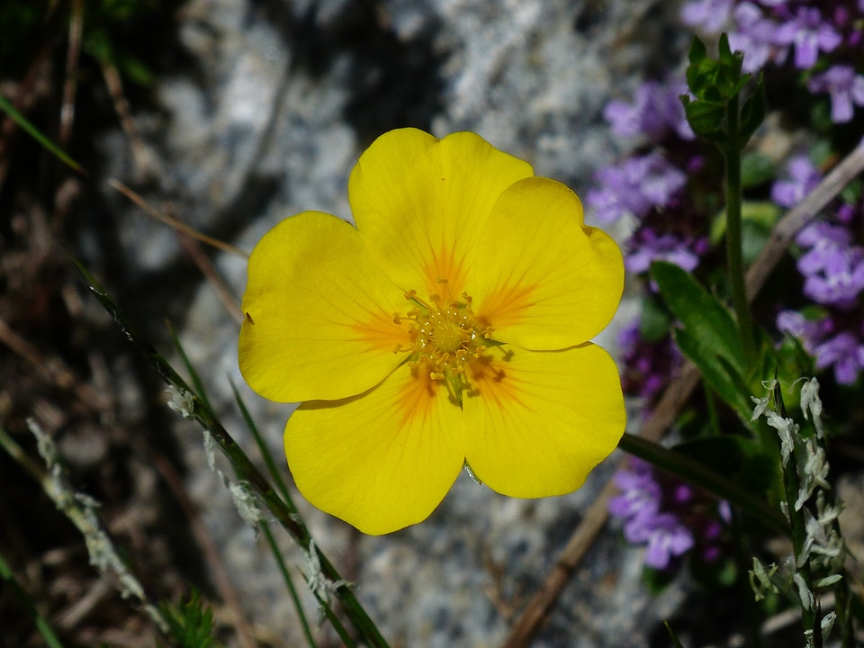 Bloom yellow alpine flower