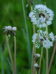 Blossoming grass plants greenery