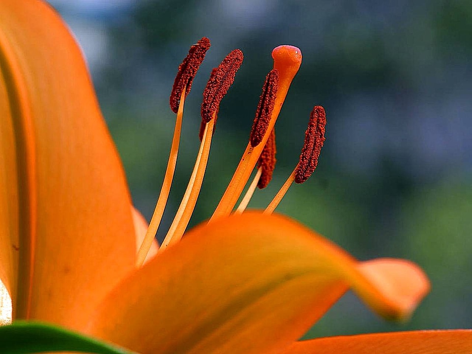 Blossom blossoming close-up