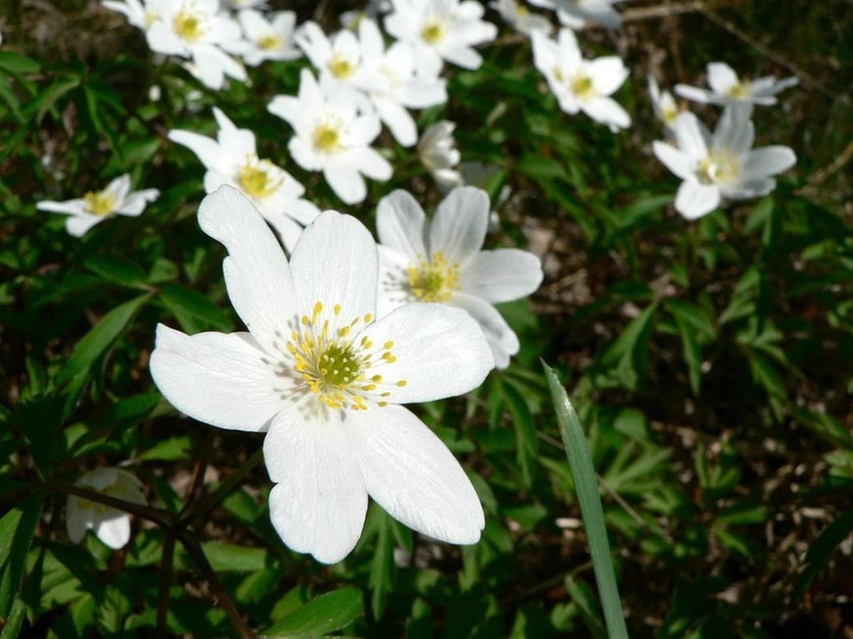 Anemone Anemone nemorosa flowers