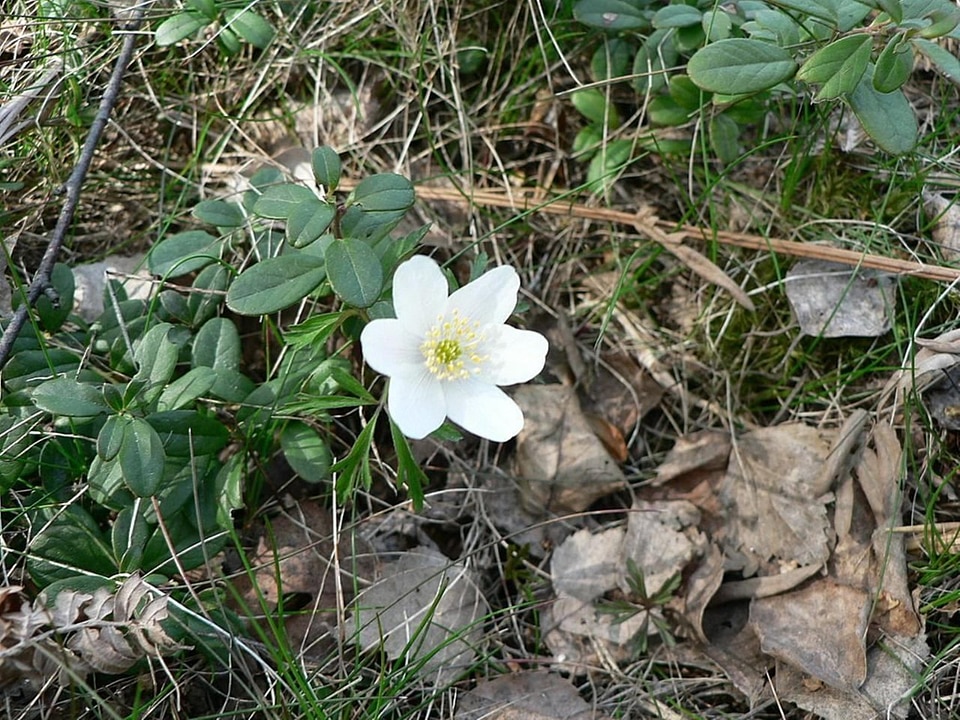Ancient anemone Anemone nemorosa