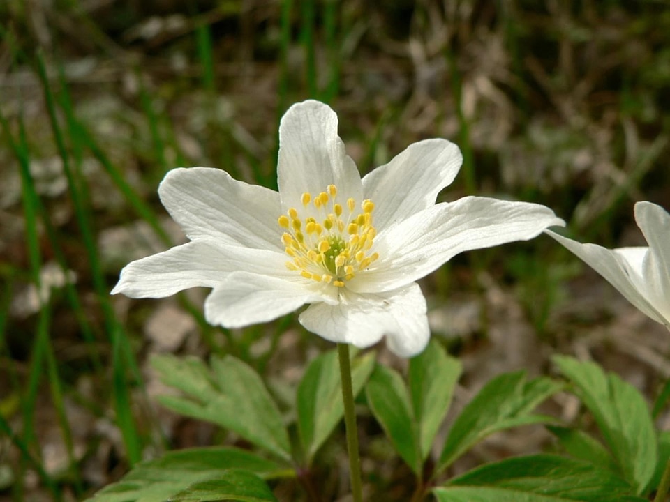 Action anemone Anemone nemorosa