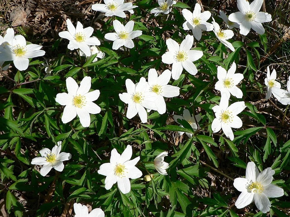 Anemone Anemone nemorosa blossom