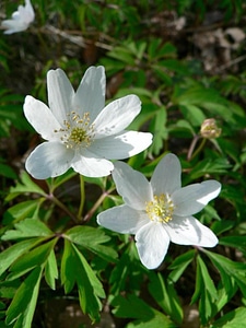 Anemone Anemone nemorosa grass plants