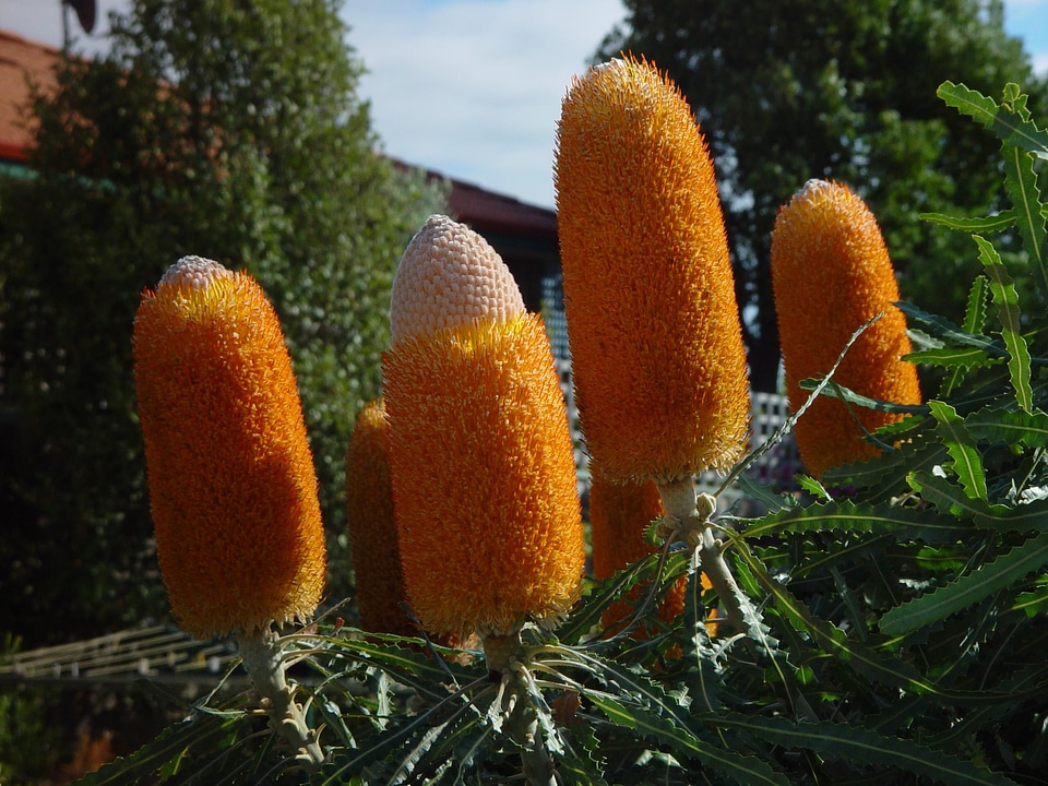 Banksia Proteas flowers orange