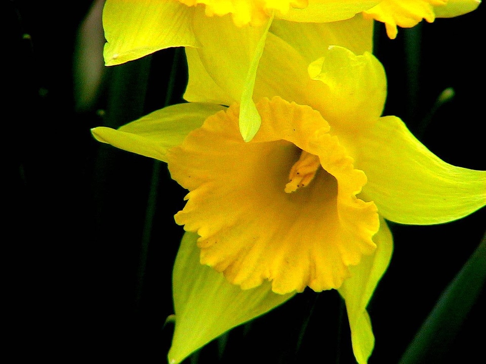 Blossom daffodil photo